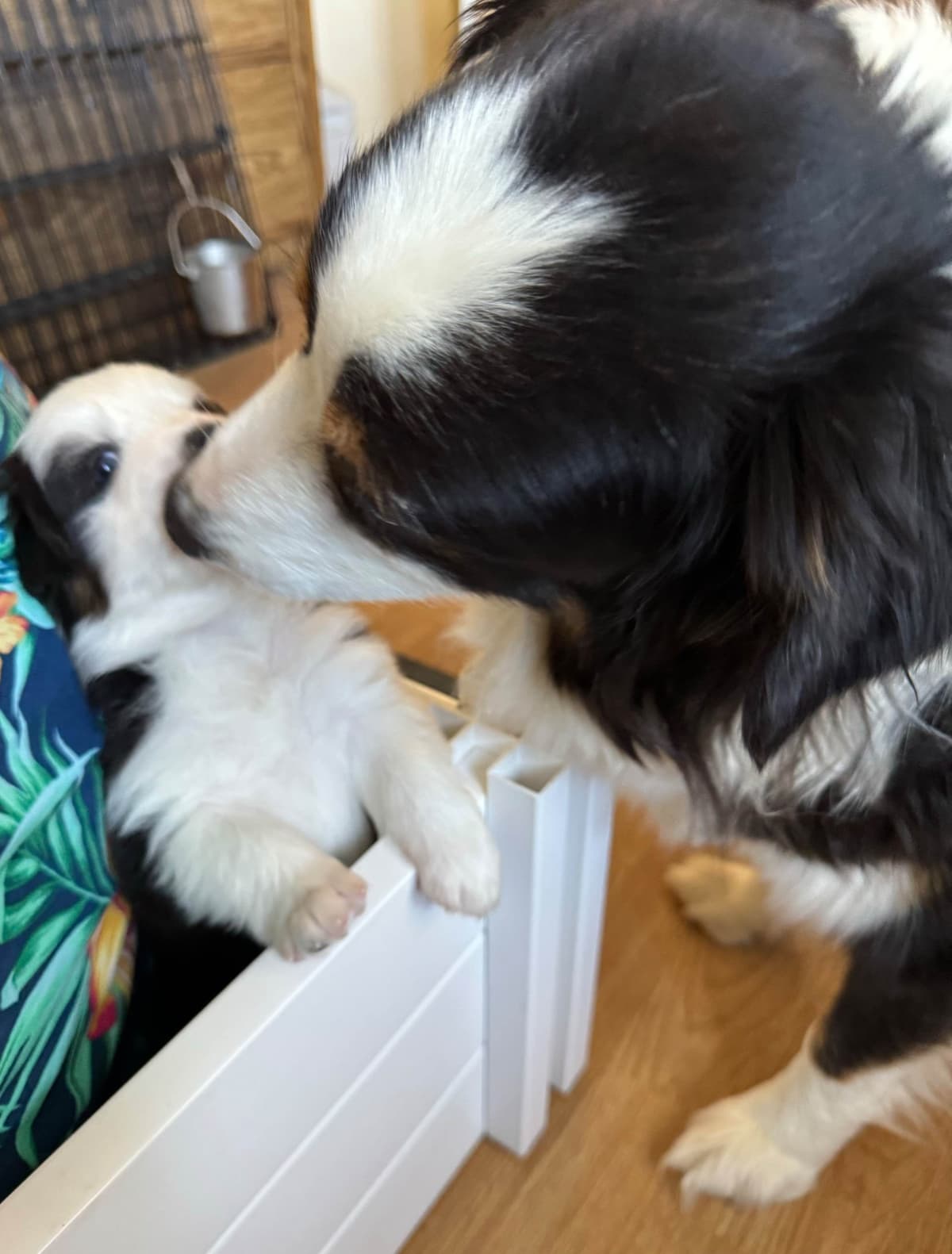 Australian Shepherd Puppies breeder image 20