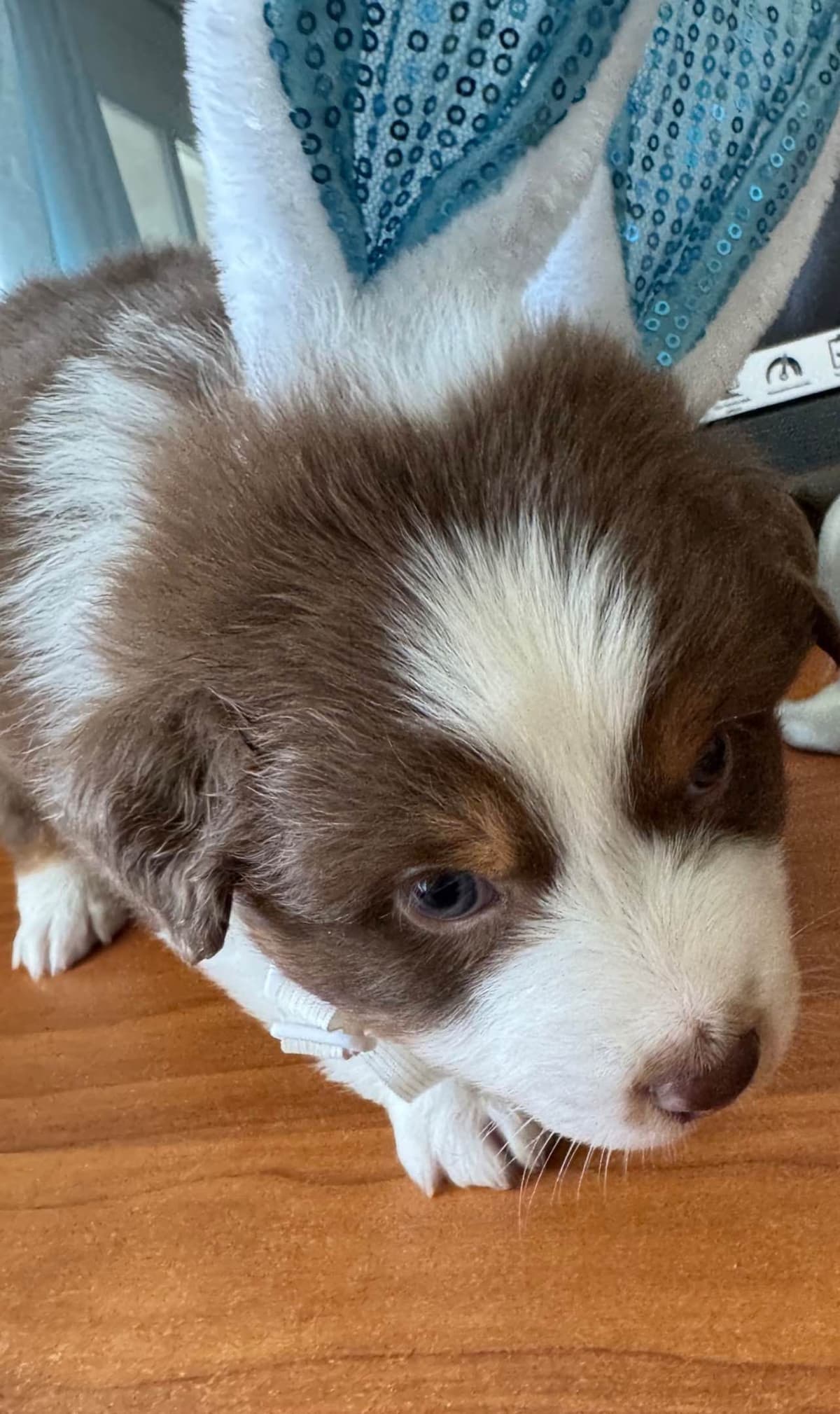 Australian Shepherd Puppies breeder image 21
