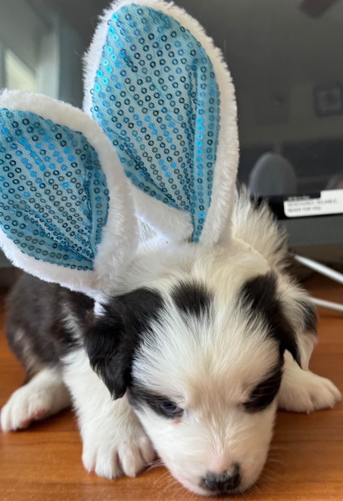 Australian Shepherd Puppies breeder image 22