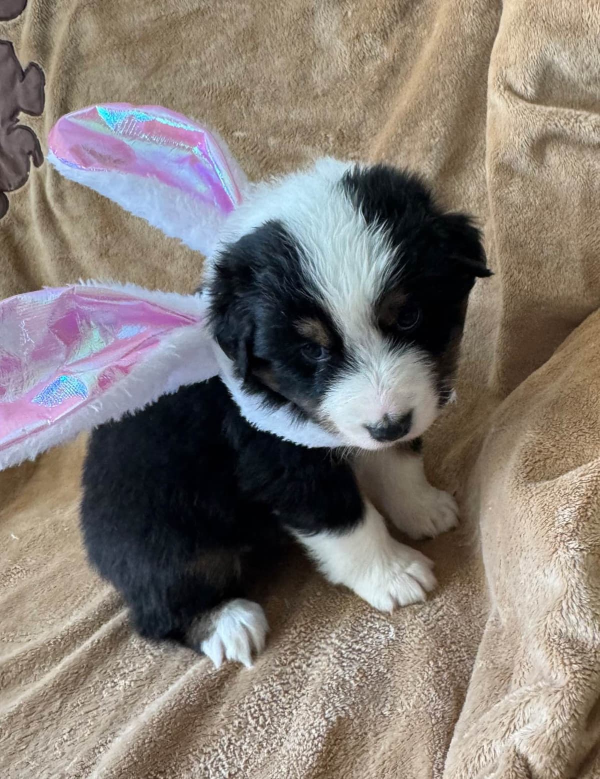 Australian Shepherd Puppies breeder image 23