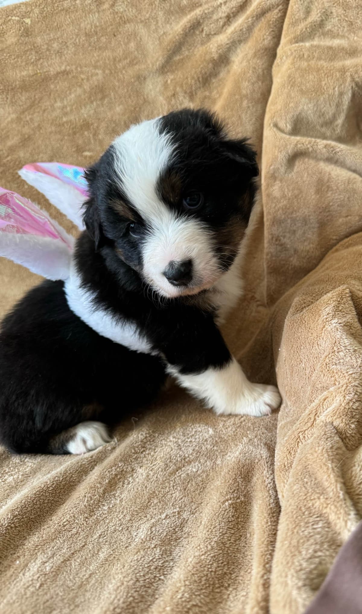 Australian Shepherd Puppies breeder image 27