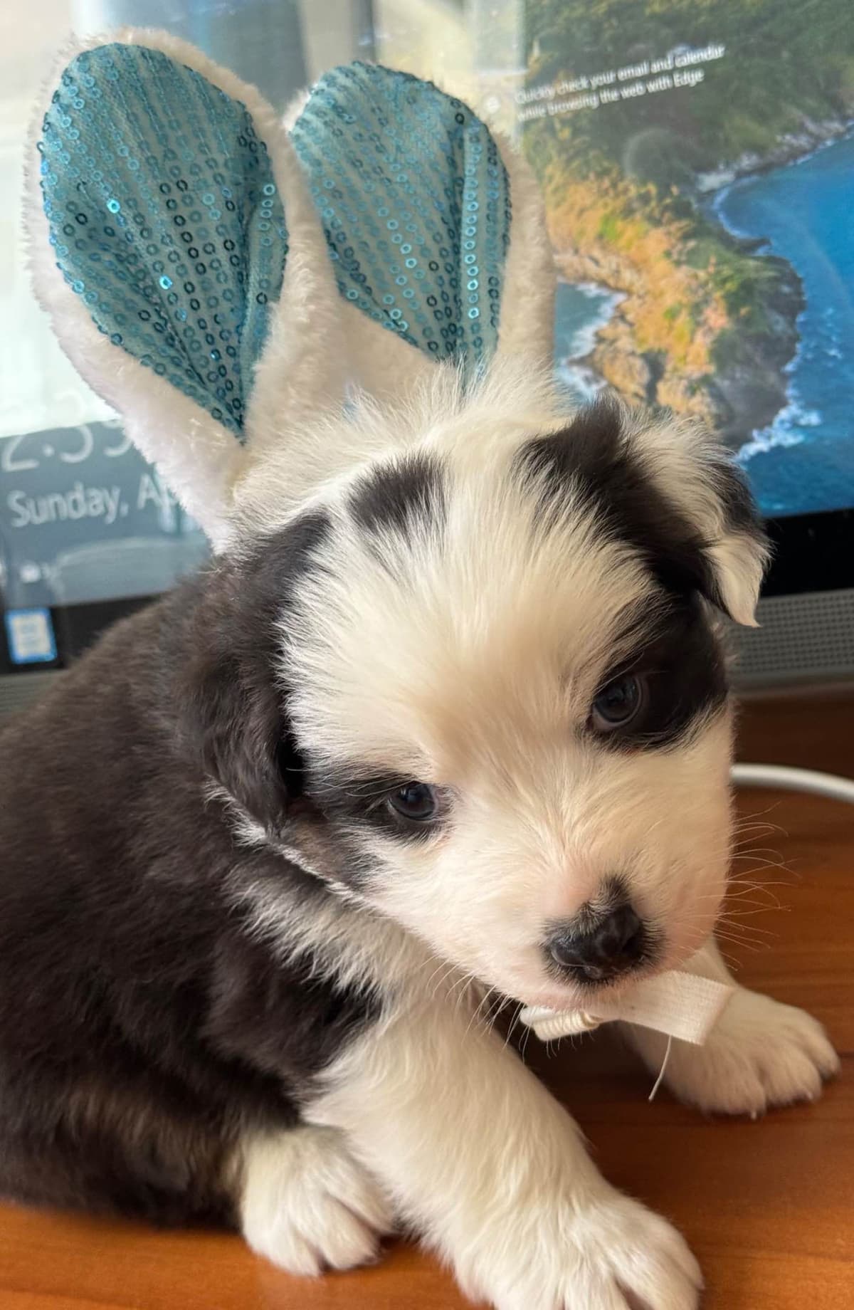 Australian Shepherd Puppies breeder image 24