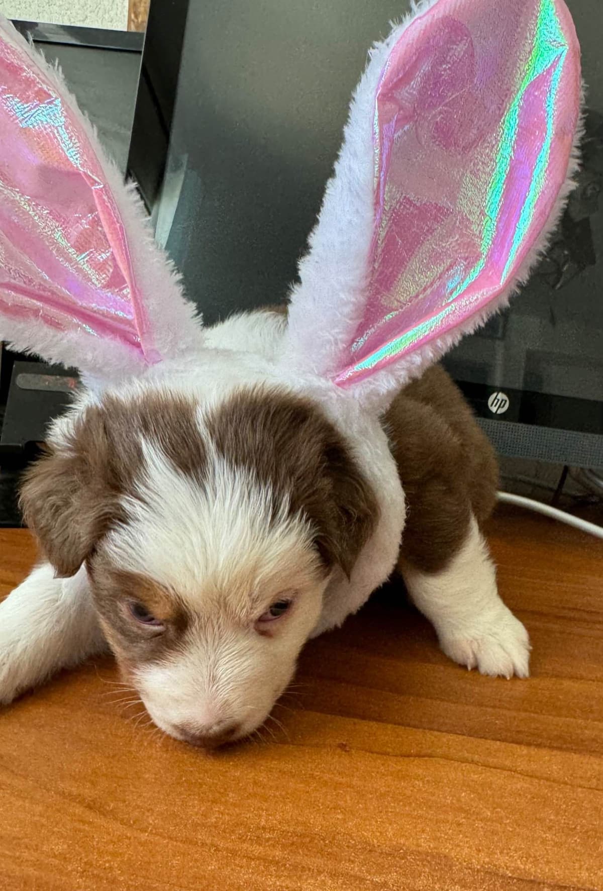 Australian Shepherd Puppies breeder image 26