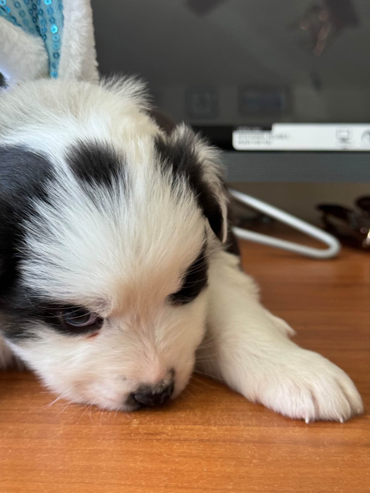 Australian Shepherd Puppies breeder image 28