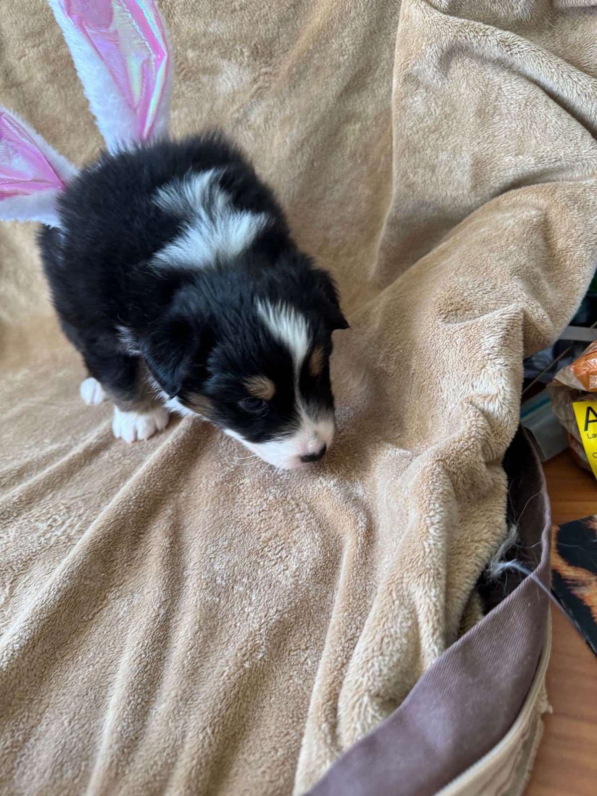 Australian Shepherd Puppies breeder image 29