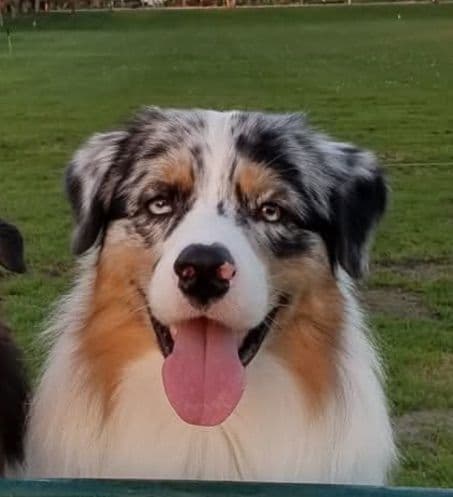 Australian Shepherd Puppies media 2