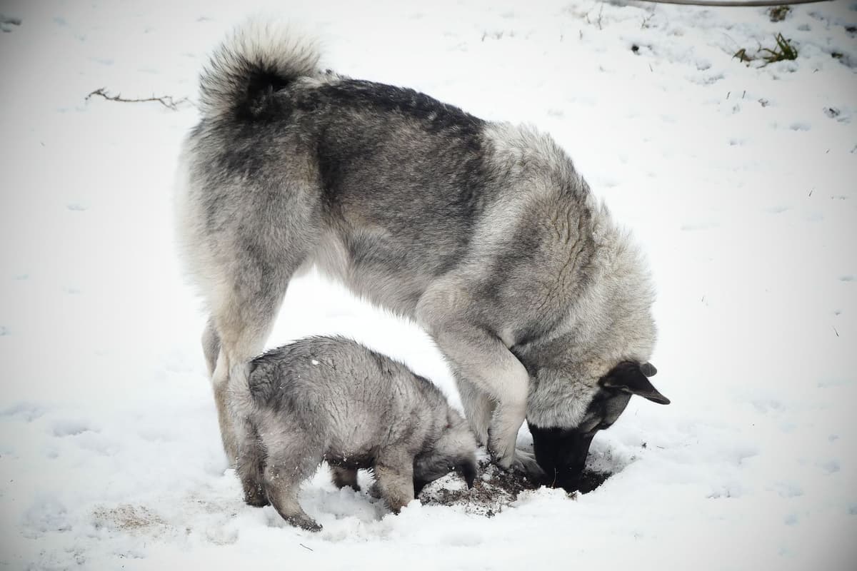Norwegian Elkhound Puppies breeder image 9