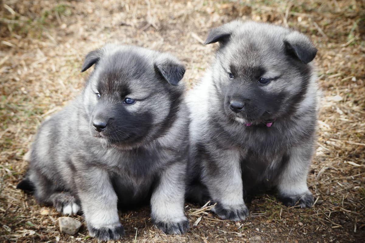 Norwegian Elkhound Puppies breeder image 10