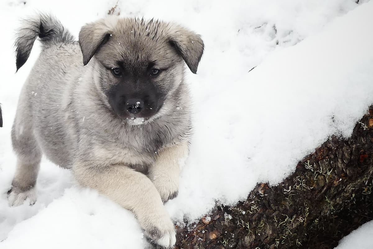Norwegian Elkhound Puppies breeder image 8