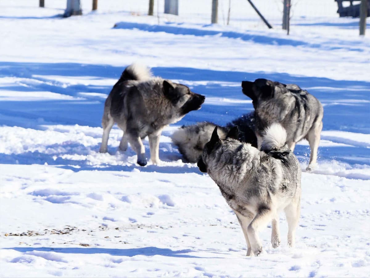 Norwegian Elkhound Puppies breeder image 5