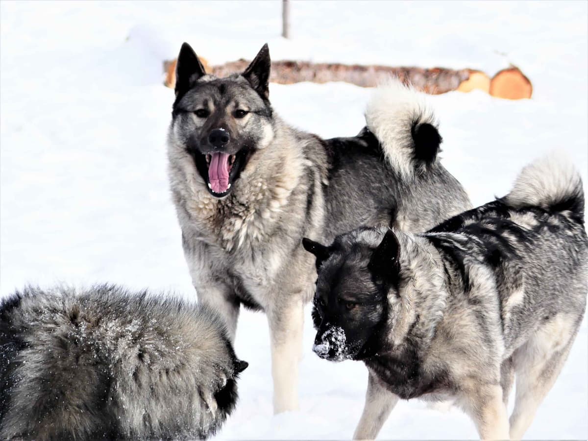 Norwegian Elkhound Puppies breeder image 6
