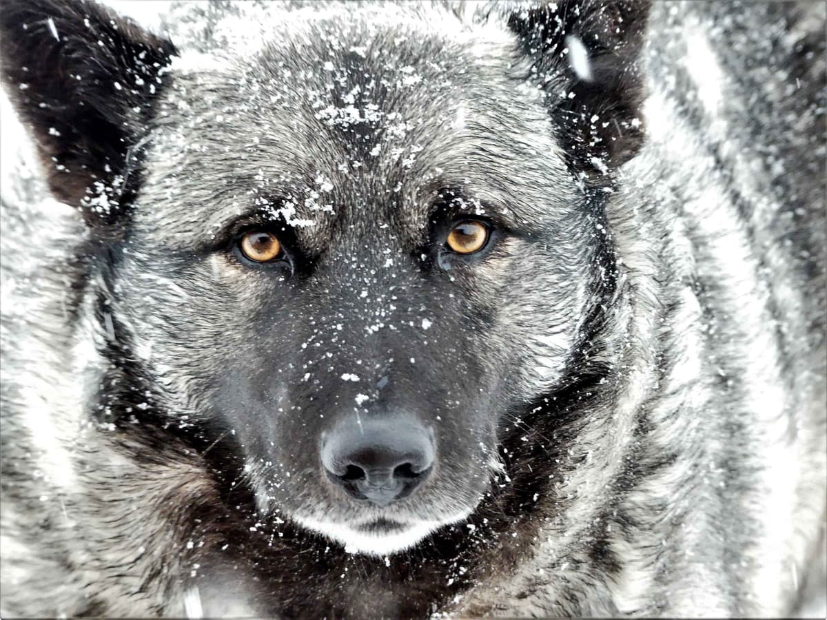 Norwegian Elkhound Puppies breeder image 13