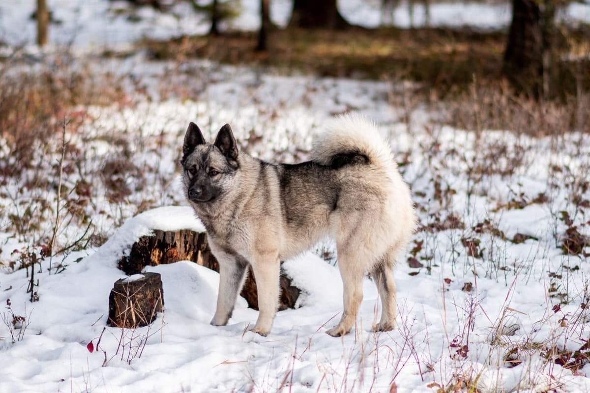 Norwegian Elkhound Puppies breeder image 3