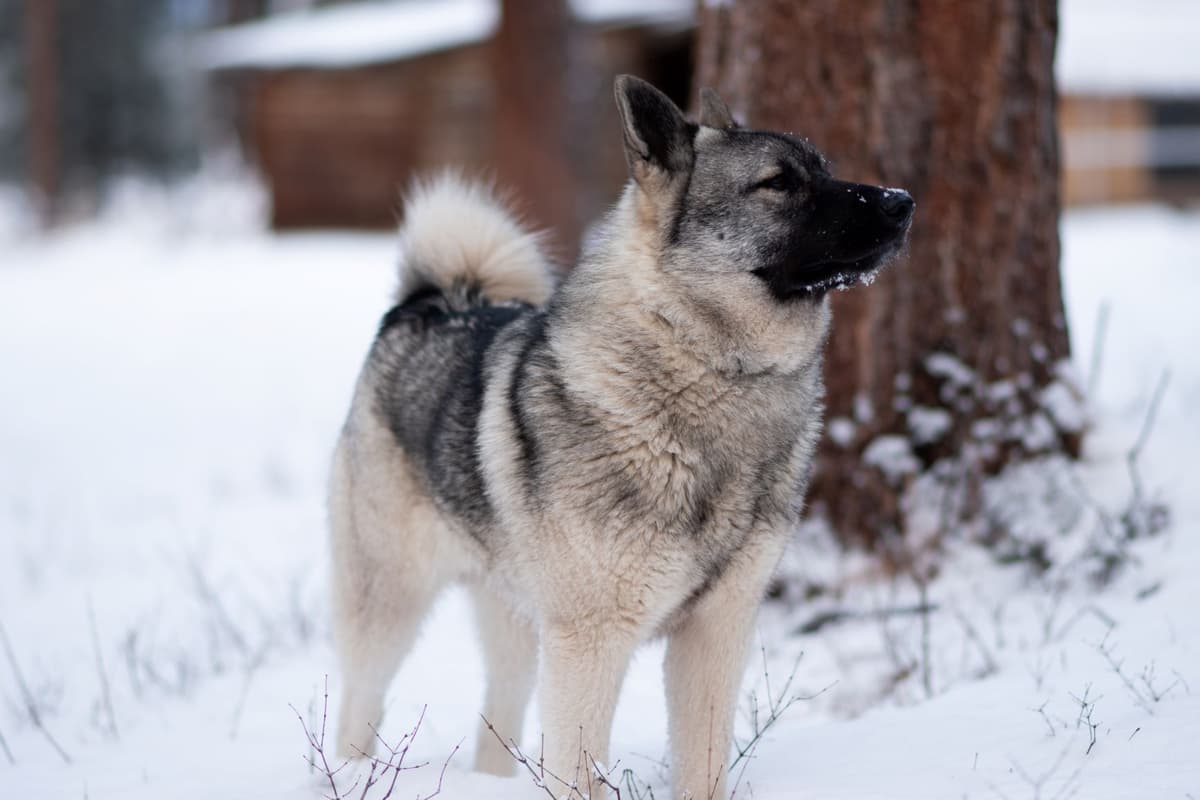 Norwegian Elkhound Puppies breeder image 14