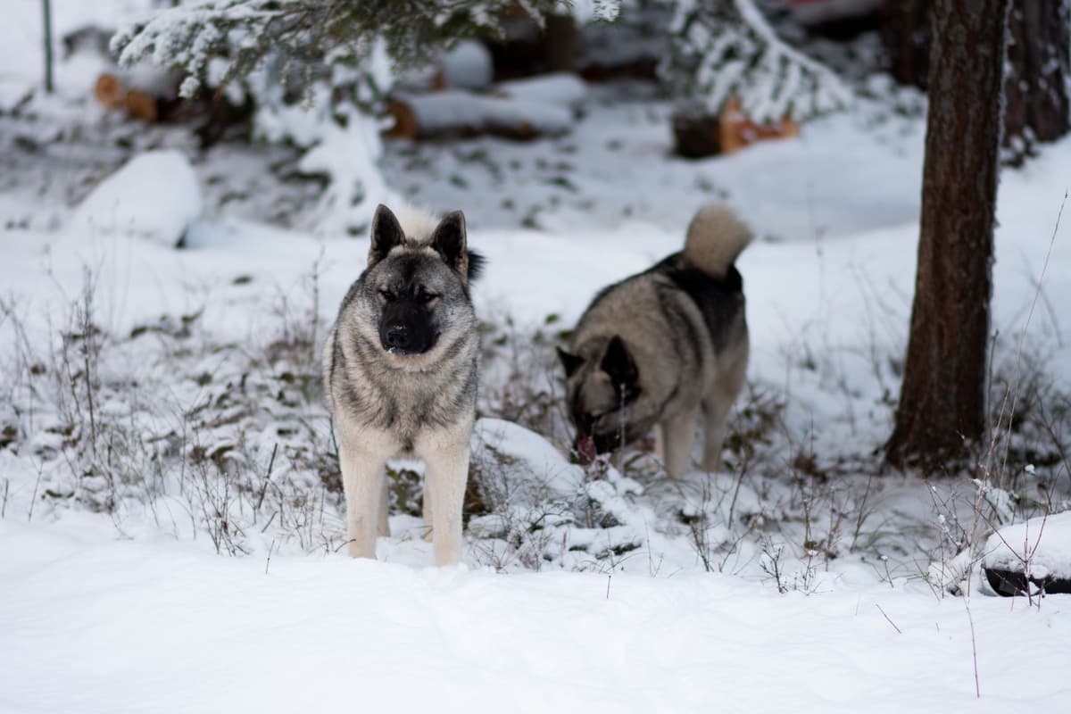 Norwegian Elkhound Puppies breeder image 15