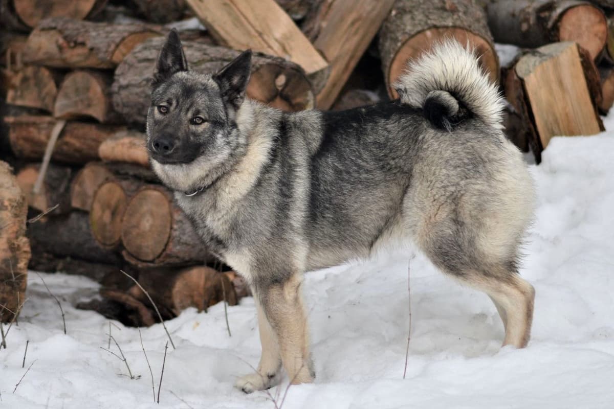 Norwegian Elkhound Puppies breeder image 16