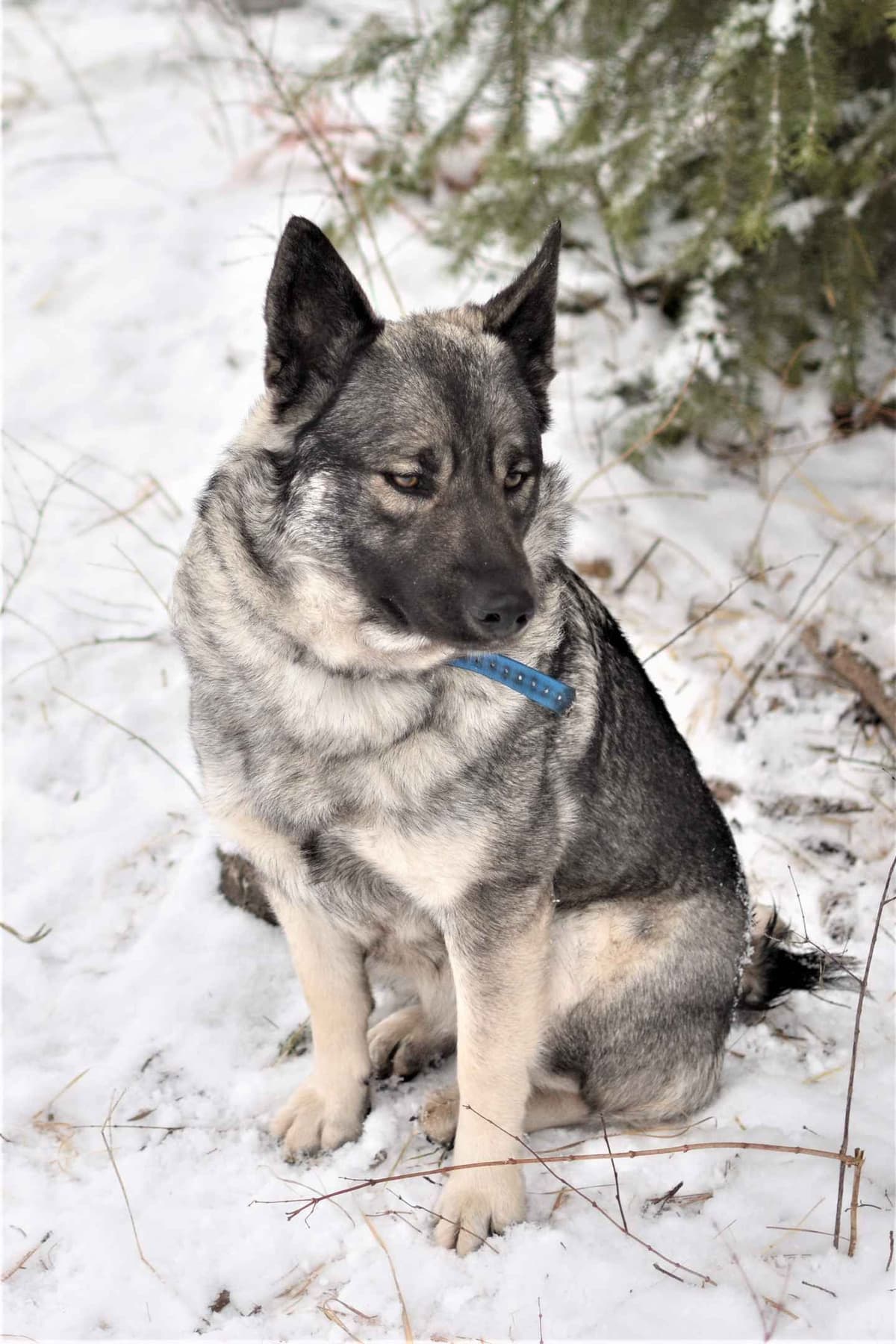 Norwegian Elkhound Puppies breeder image 19
