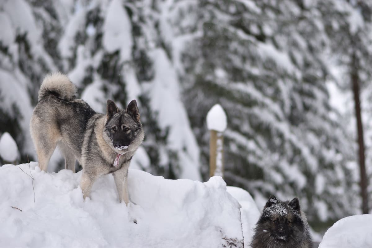Norwegian Elkhound Puppies breeder image 22