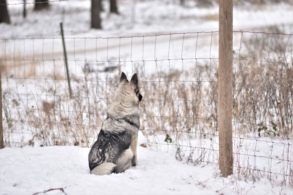 Norwegian Elkhound Puppies breeder image 23