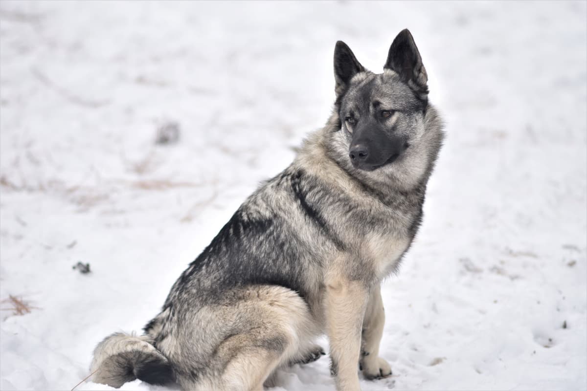 Norwegian Elkhound Puppies breeder image 20