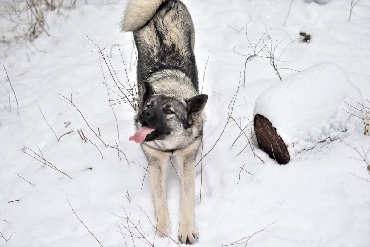 Norwegian Elkhound Puppies breeder image 24
