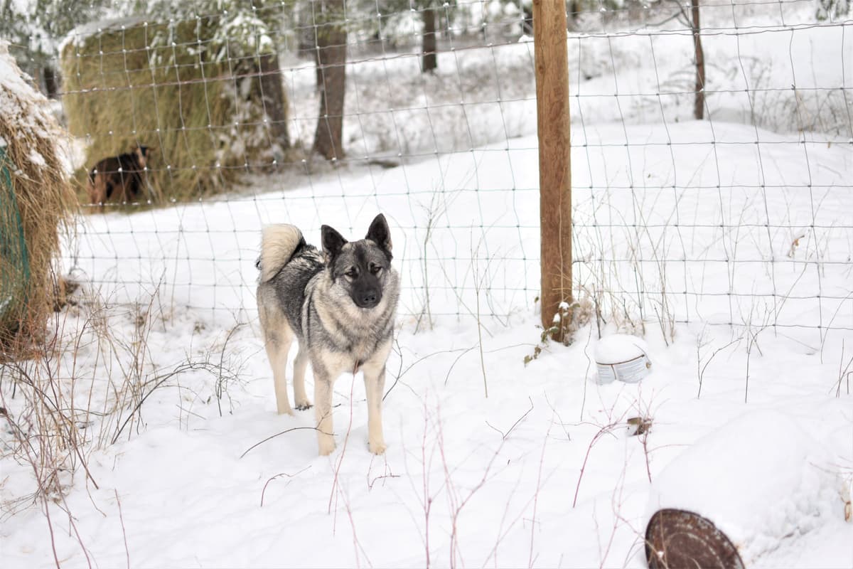 Norwegian Elkhound Puppies breeder image 1