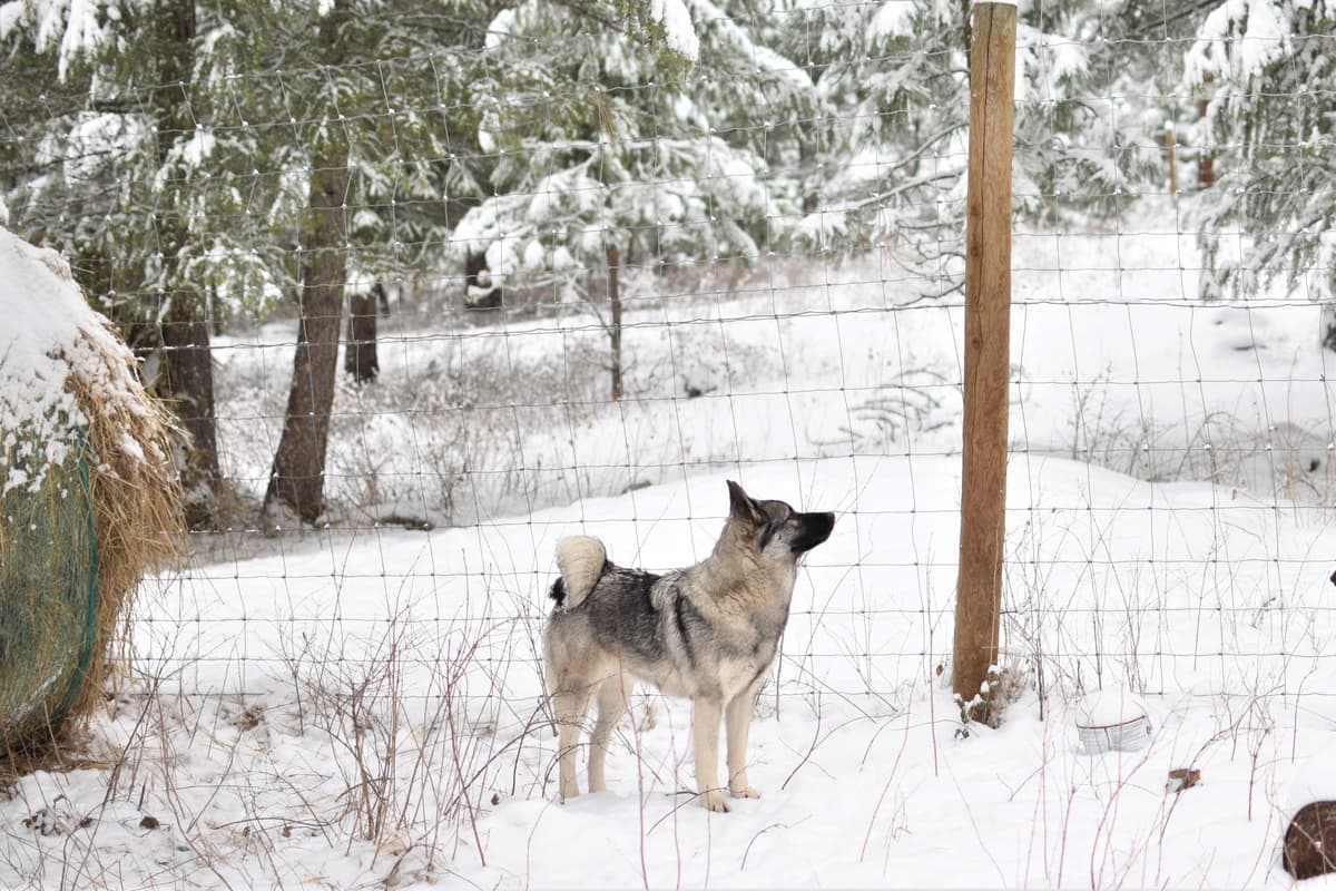 Norwegian Elkhound Puppies breeder image 7