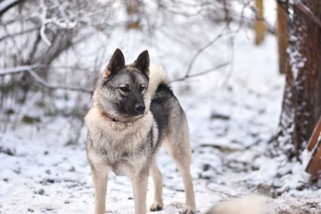 Norwegian Elkhound Puppies media 12