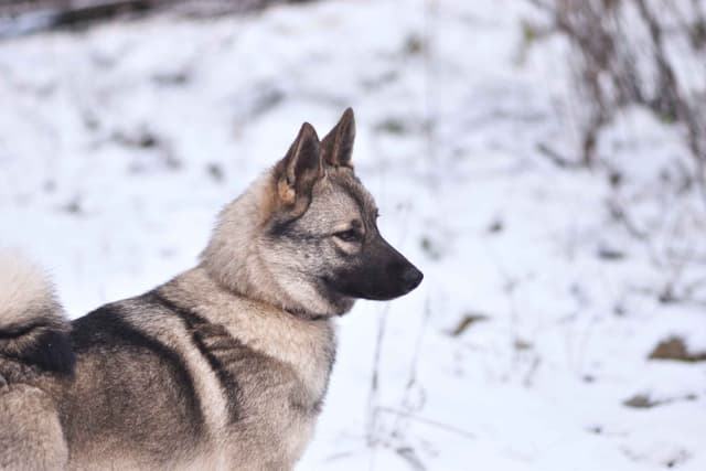 Norwegian Elkhound Puppies media 11