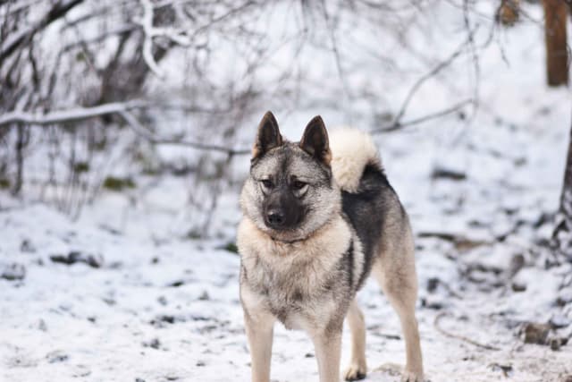 Norwegian Elkhound Puppies media 10