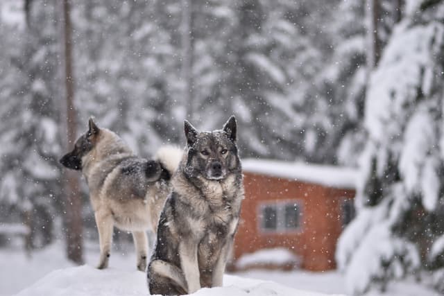 Norwegian Elkhound Puppies media 13