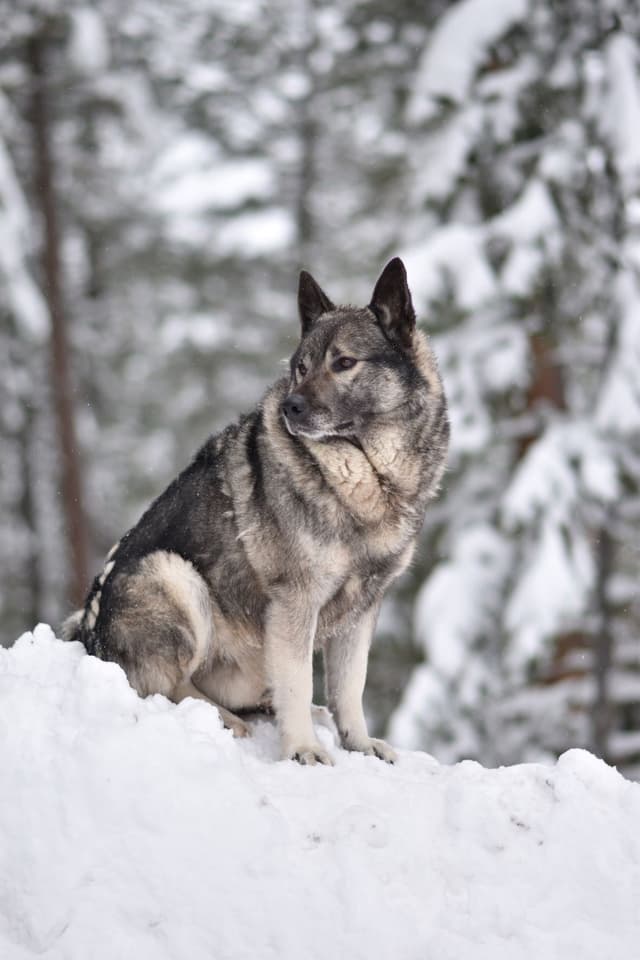 Norwegian Elkhound Puppies media 14