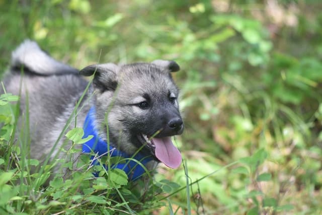 Norwegian Elkhound Puppies media 9