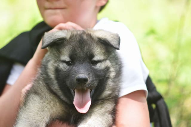 Norwegian Elkhound Puppies media 7