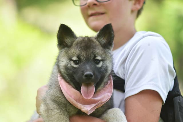 Norwegian Elkhound Puppies media 4