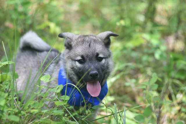 Norwegian Elkhound Puppies media 8