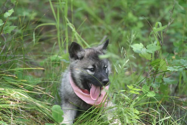 Norwegian Elkhound Puppies media 5
