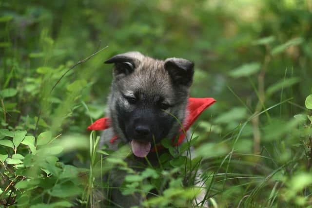 Norwegian Elkhound Puppies media 3