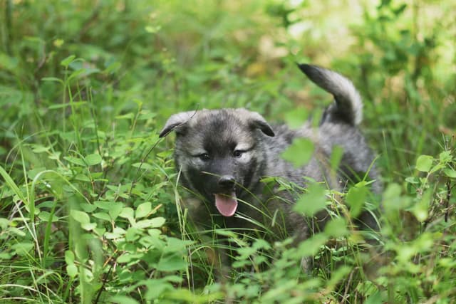 Norwegian Elkhound Puppies media 6
