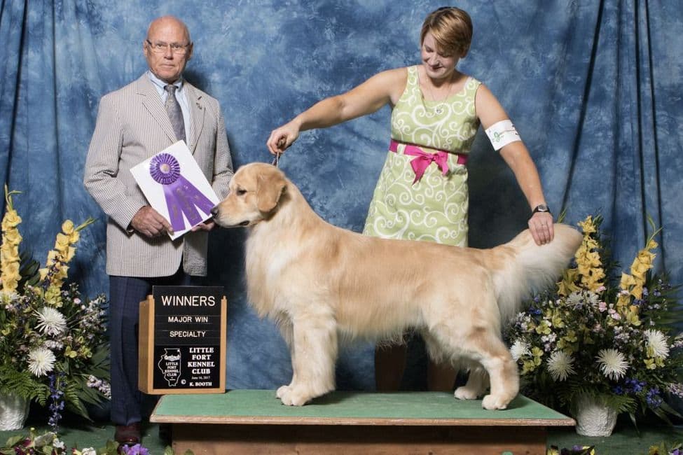 Golden Retriever Puppies breeder image 2