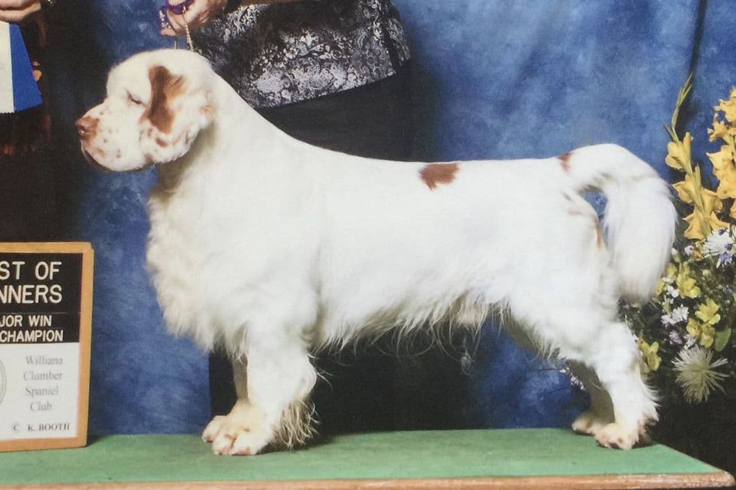Golden Retriever Puppies breeder image 3