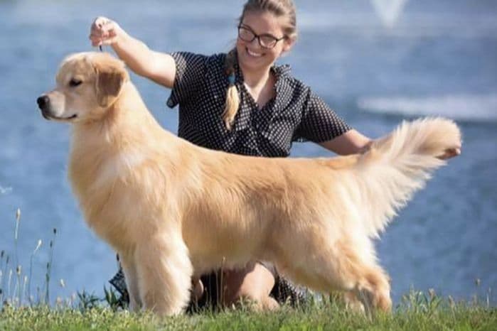 Golden Retriever Puppies breeder image 4