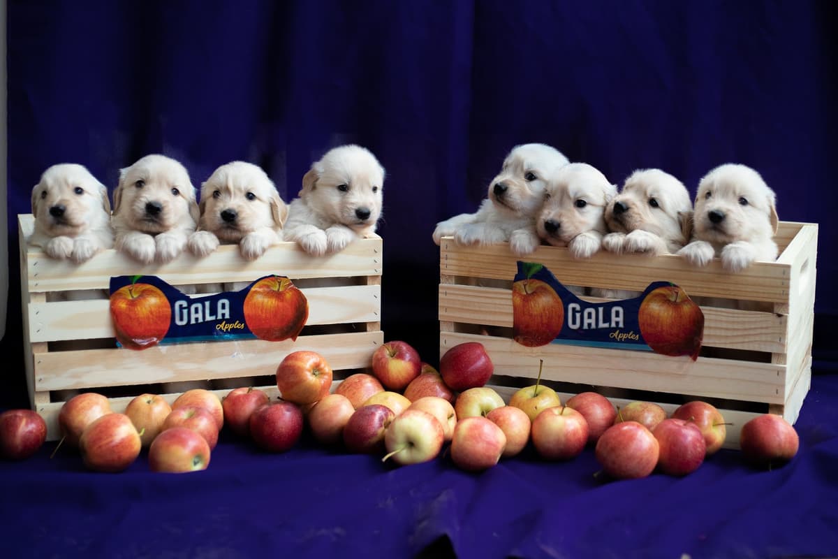 Golden Retriever Puppies breeder image 5