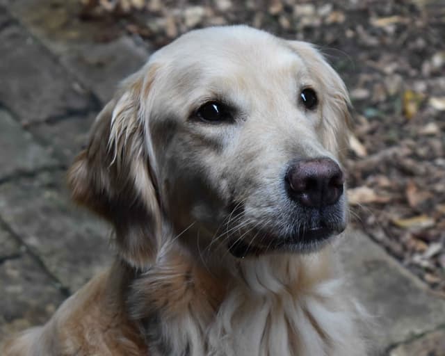 Golden Retriever Puppies media 2