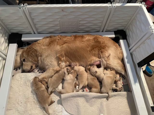 Golden Retriever Puppies media 3