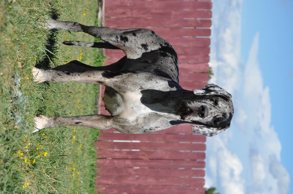 Basset Hound Puppies breeder image 5