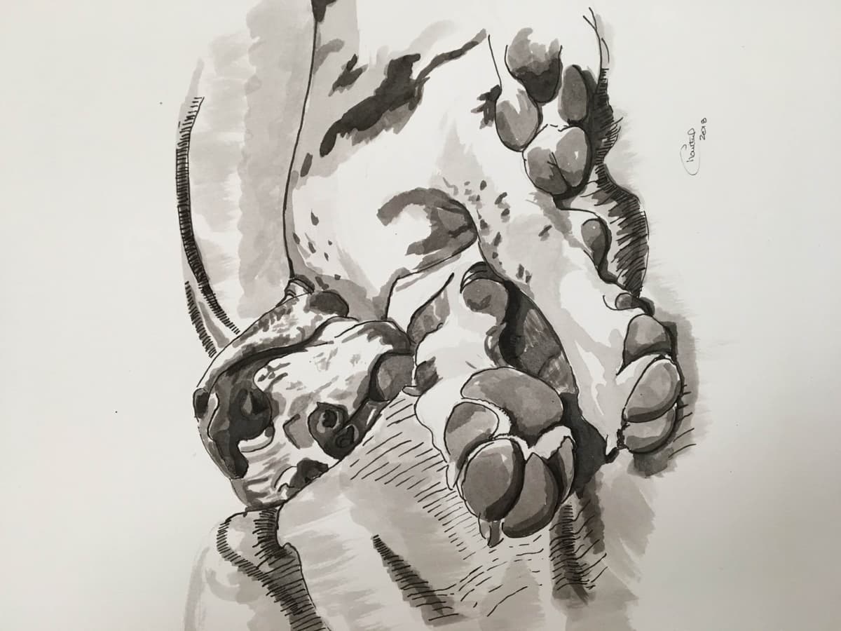 Basset Hound Puppies breeder image 8