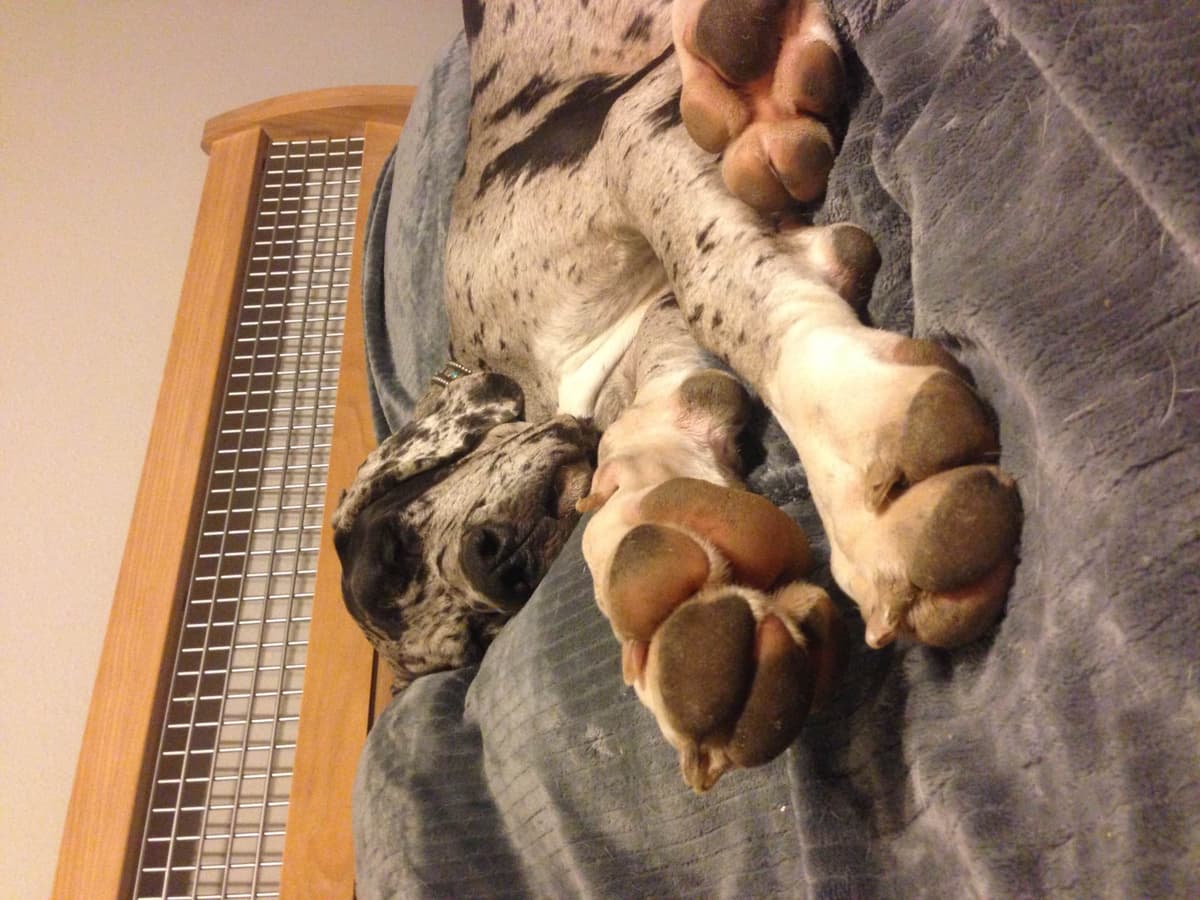 Basset Hound Puppies breeder image 9