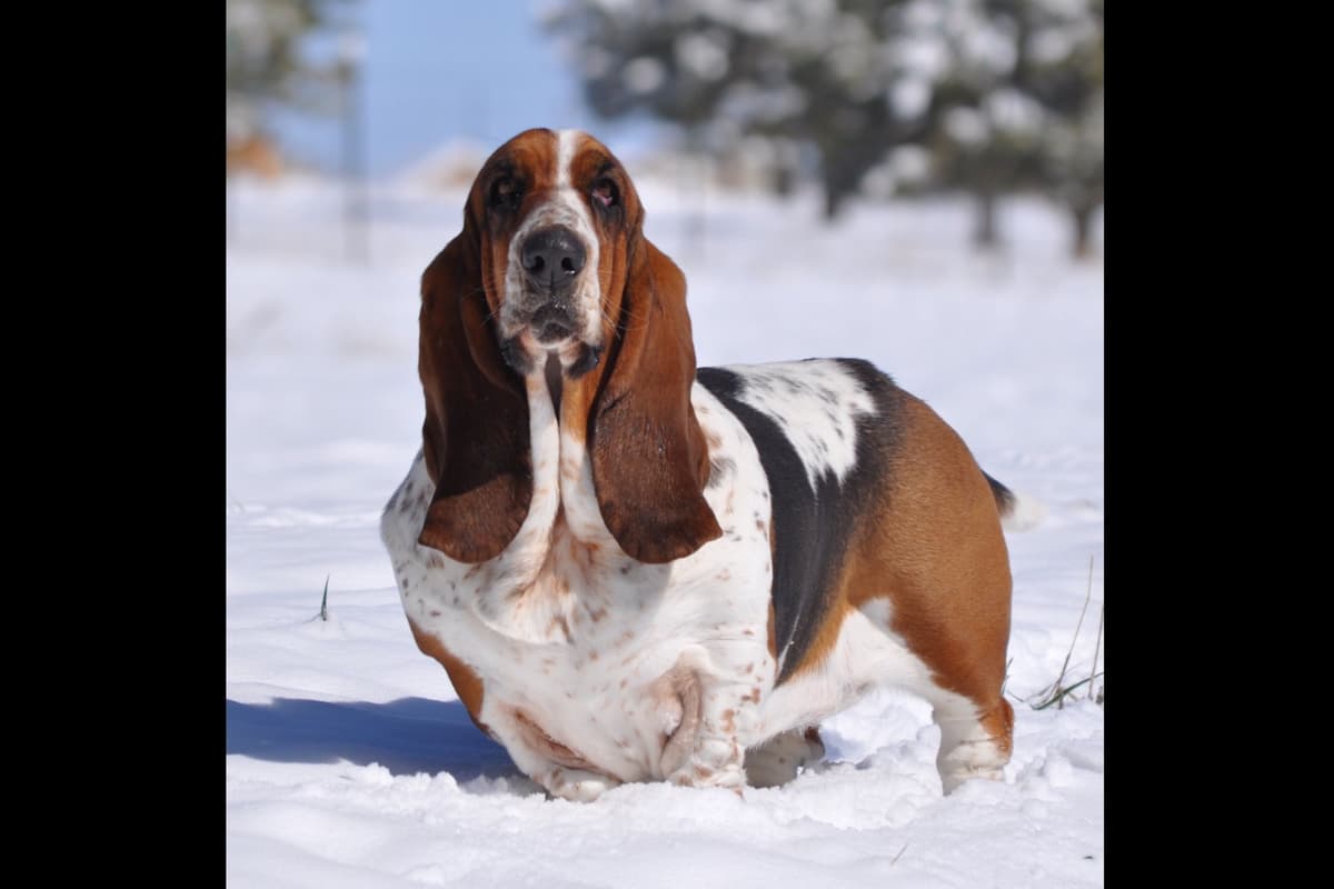 Basset Hound Puppies breeder image 4