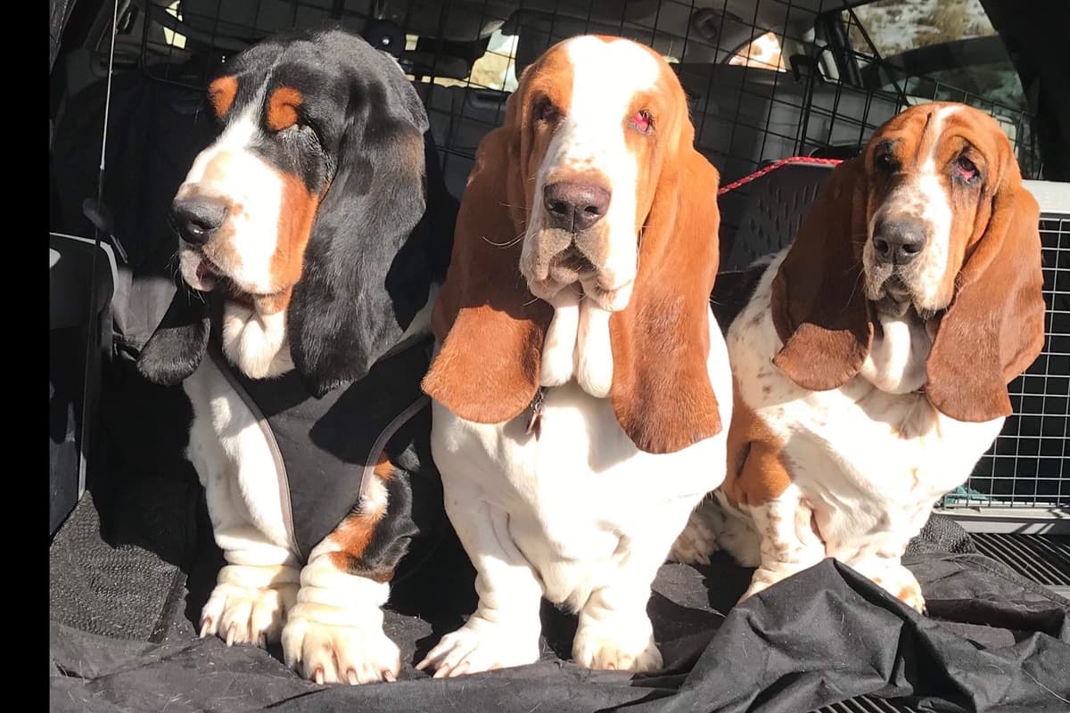 Basset Hound Puppies breeder image 3